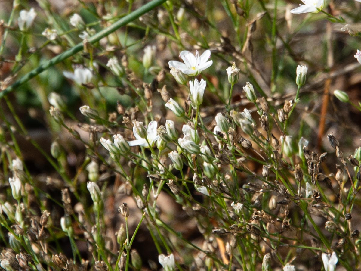 Blüten